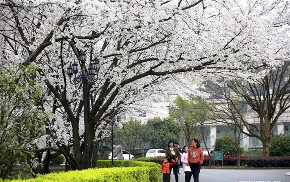 Hàng vạn bông hoa cùng khoe sắc rực rỡ, tạo nên khung cảnh đẹp như cổ tích khiến người dân và du khách không thể bỏ lỡ khung cảnh mùa xuân đầy nên thơ này.